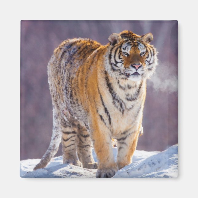 Siberian tiger in snow, China Magnet (Front)