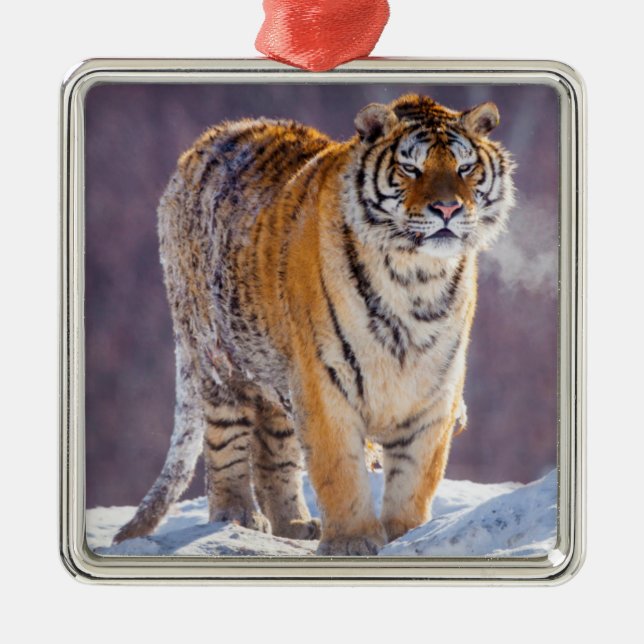 Siberian tiger in snow, China Metal Ornament (Front)