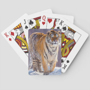 Siberian tiger in snow, China Playing Cards