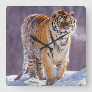 Siberian tiger in snow, China Square Wall Clock