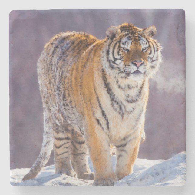 Siberian tiger in snow, China Stone Coaster (Front)