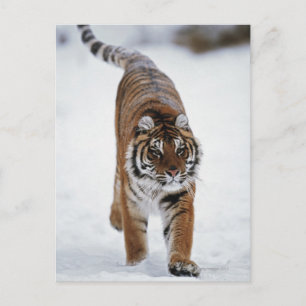 Siberian Tiger In Snow Postcard