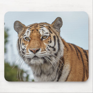 Siberian Tiger in the Wild Mouse Pad
