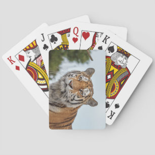 Siberian Tiger in the Wild Playing Cards