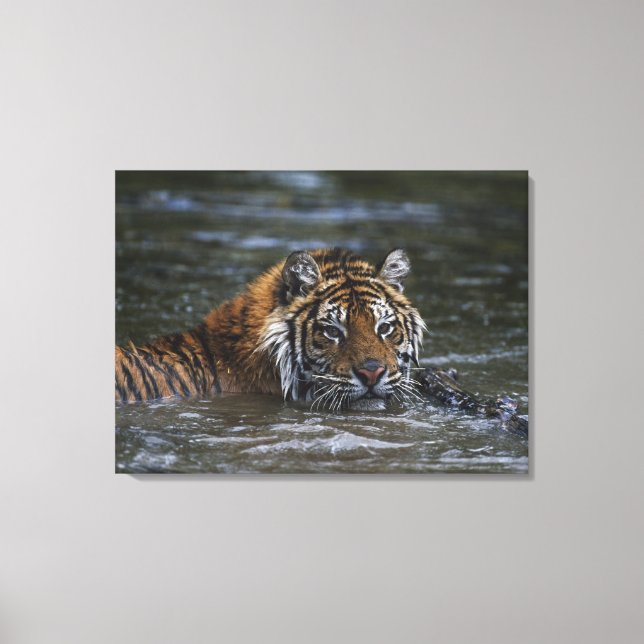 Siberian Tiger In Water Canvas Print (Front)