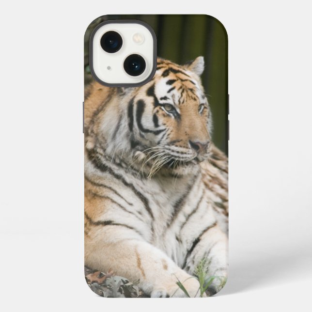 Siberian Tiger iPhone Case (Back)