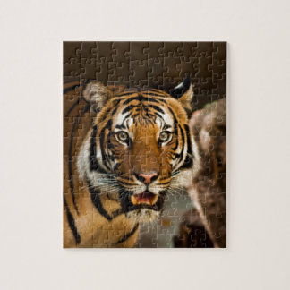 Siberian Tiger Jigsaw Puzzle