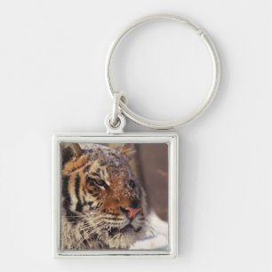 Siberian tiger keychain