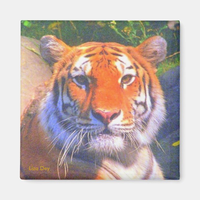 Siberian Tiger Magnet (Front)