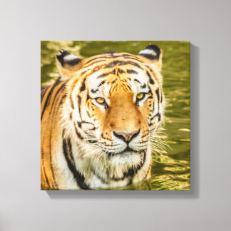 SIBERIAN TIGER ON CANVAS PRINT