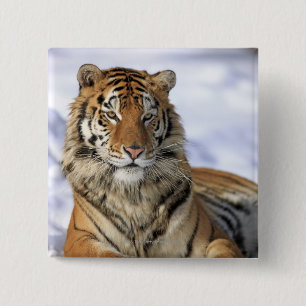 Siberian Tiger, Panthera tigris altaica, Asia 2 Inch Square Button