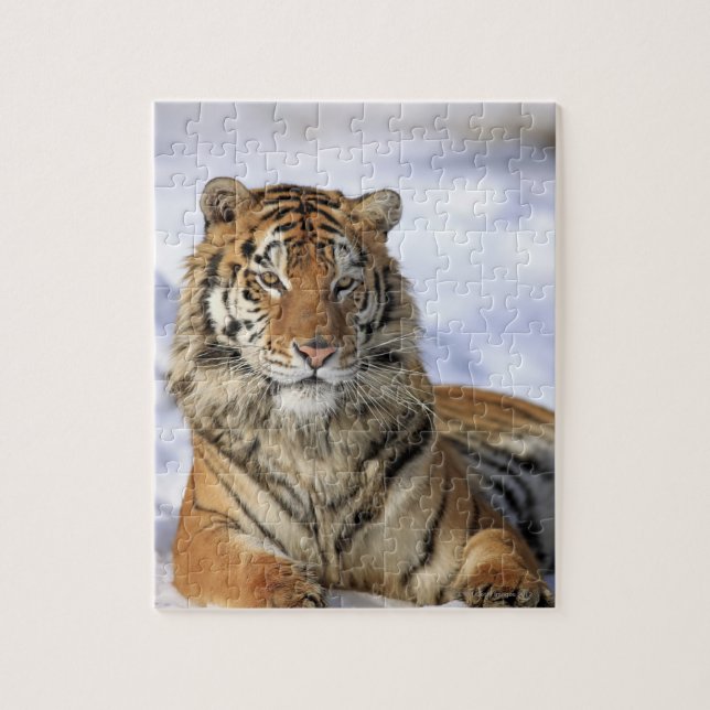Siberian Tiger, Panthera tigris altaica, Asia Jigsaw Puzzle (Vertical)