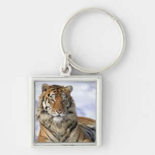 Siberian Tiger, Panthera tigris altaica, Asia Keychain