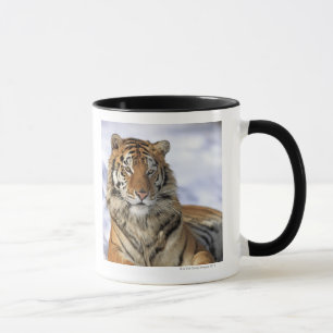 Siberian Tiger, Panthera tigris altaica, Asia Mug