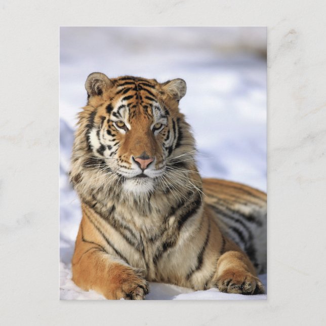 Siberian Tiger, Panthera tigris altaica, Asia Postcard (Front)