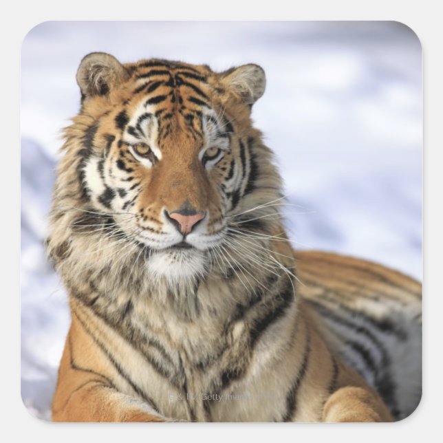 Siberian Tiger, Panthera tigris altaica, Asia Square Sticker (Front)