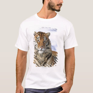 Siberian Tiger, Panthera tigris altaica, Asia T-Shirt