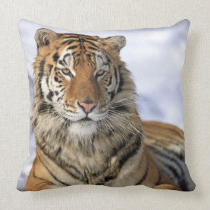 Siberian Tiger, Panthera tigris altaica, Asia Throw Pillow