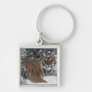 Siberian Tiger (Panthera Tigris Altaica) Keychain