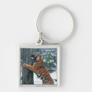 Siberian Tiger (Panthera tigris altaica) Keychain