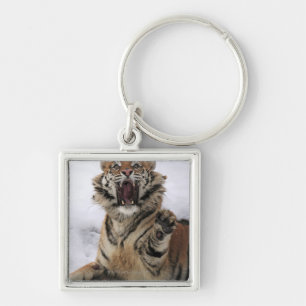 Siberian Tiger (Panthera tigris altaica) Keychain