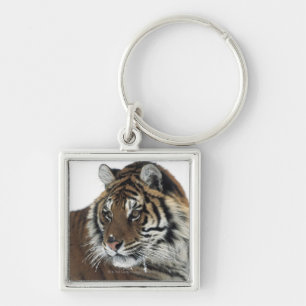 Siberian Tiger (Panthera Tigris Altaica) Keychain