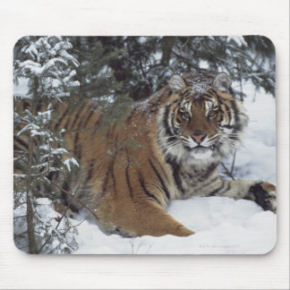 Siberian Tiger (Panthera Tigris Altaica) Mouse Pad