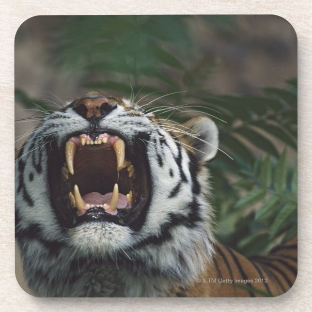 Siberian Tiger (Panthera Tigris) Bares Fangs Coaster (Front)