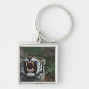 Siberian Tiger (Panthera Tigris) Bares Fangs Keychain