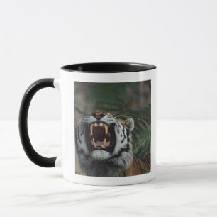 Siberian Tiger (Panthera Tigris) Bares Fangs Mug