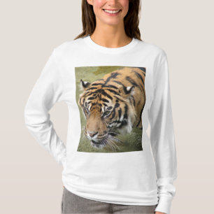 Siberian Tiger Photo Women's Long Sleeve Tshirt