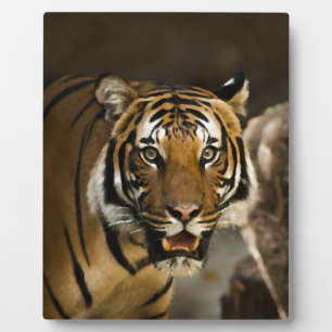 Siberian Tiger Plaque