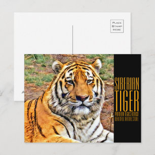 Siberian Tiger Postcard