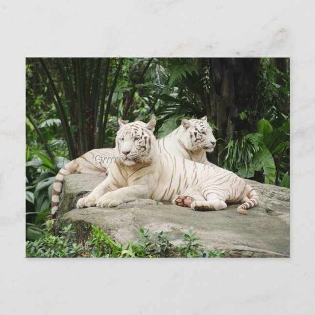 Siberian tiger postcard (Front)