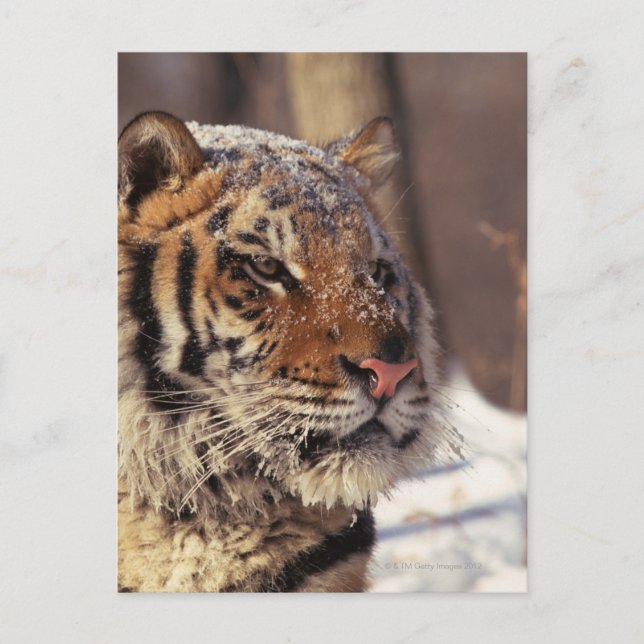 Siberian tiger postcard (Front)