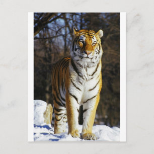 Siberian Tiger Postcard