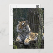 Siberian tiger postcard (Front/Back)