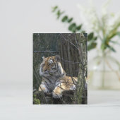 Siberian tiger postcard (Standing Front)
