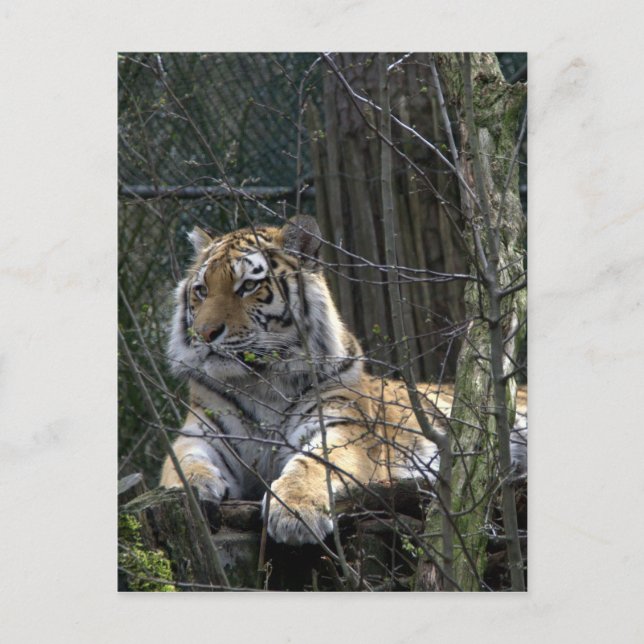 Siberian tiger postcard (Front)