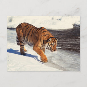 Siberian tiger postcard