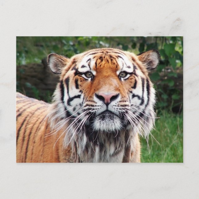 Siberian tiger postcard (Front)