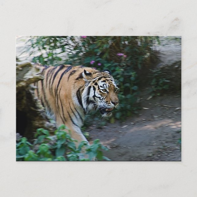 Siberian Tiger Postcard (Front)