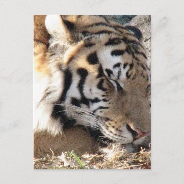 Siberian Tiger Postcard (Front)