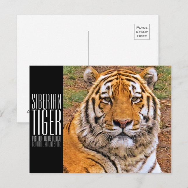 Siberian Tiger Postcard (Front/Back)