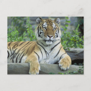 Siberian Tiger Postcard