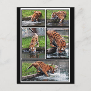 Siberian tiger postcard