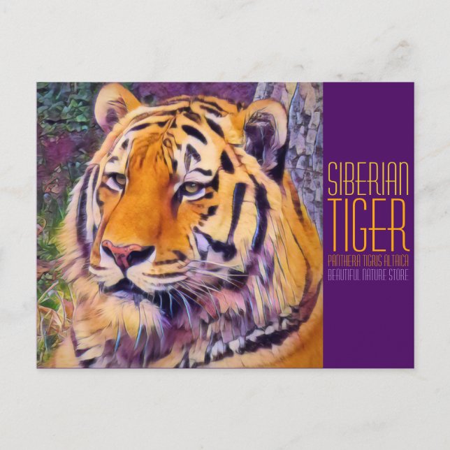 Siberian Tiger [Postcard] Postcard (Front)