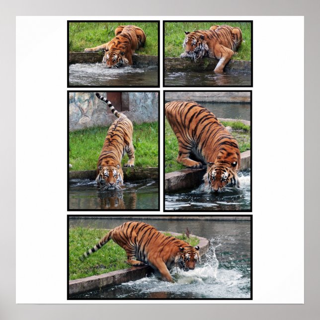 Siberian tiger poster (Front)