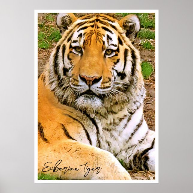 Siberian Tiger Poster (Front)
