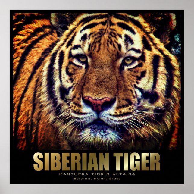 Siberian Tiger：Poster Poster (Front)